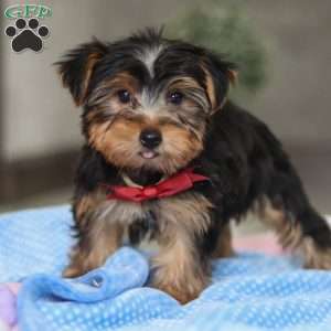 Leo, Yorkie Puppy